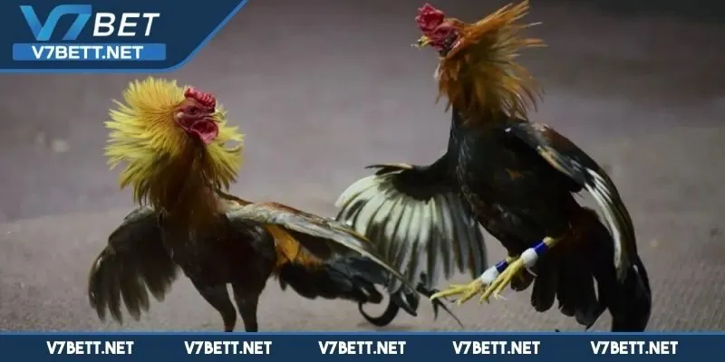 Nét đẹp dũng mãnh đến từ đá gà đòn