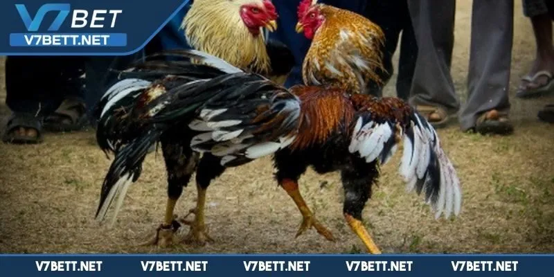 Chiến lược cá cược hiệu quả
