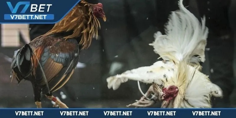 Đá gà V7BET là gì và vì sao lại thu hút người chơi