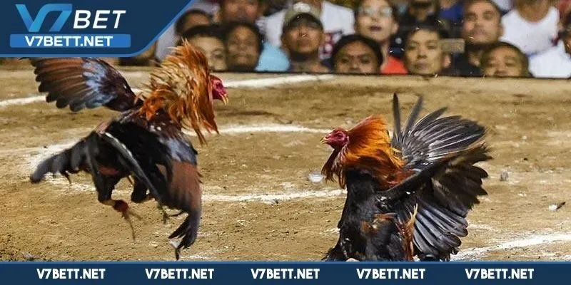 Hướng dẫn cách tham gia