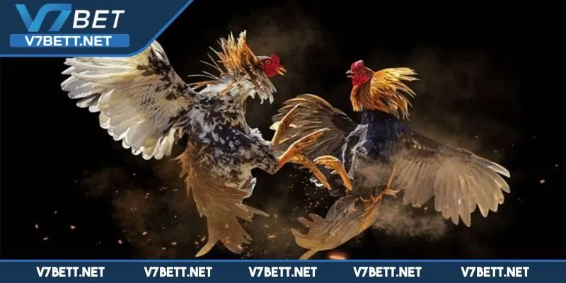 Trải nghiệm cá cược độc đáo cùng cộng đồng đá gà