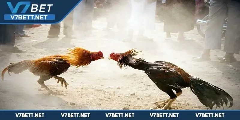 Những cú cước được tung ra tạo nên trận đấu kịch tính