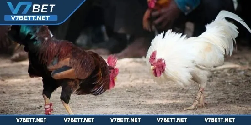 Kinh nghiệm vàng cho hội viên khi trải nghiệm