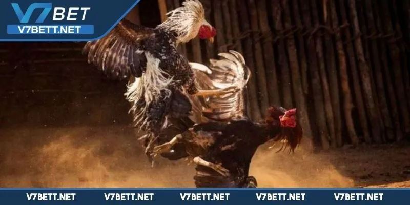 Quy mô trường gà Campuchia chuyên nghiệp, rộng rãi