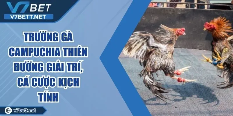 Trường Gà Campuchia